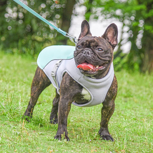 🔥 Ice Cooling Dog Protective Vest