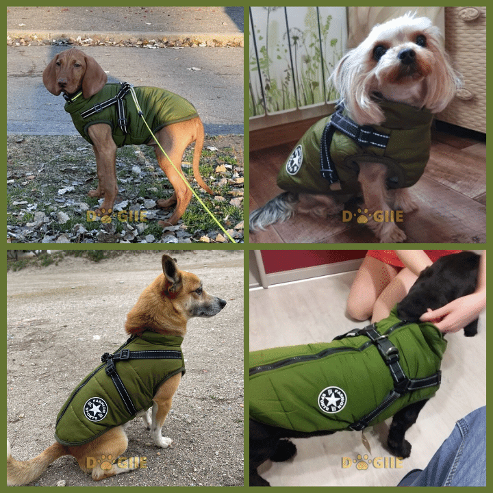 🎅Waterproof Winter Dog Jacket with Built-in Harness